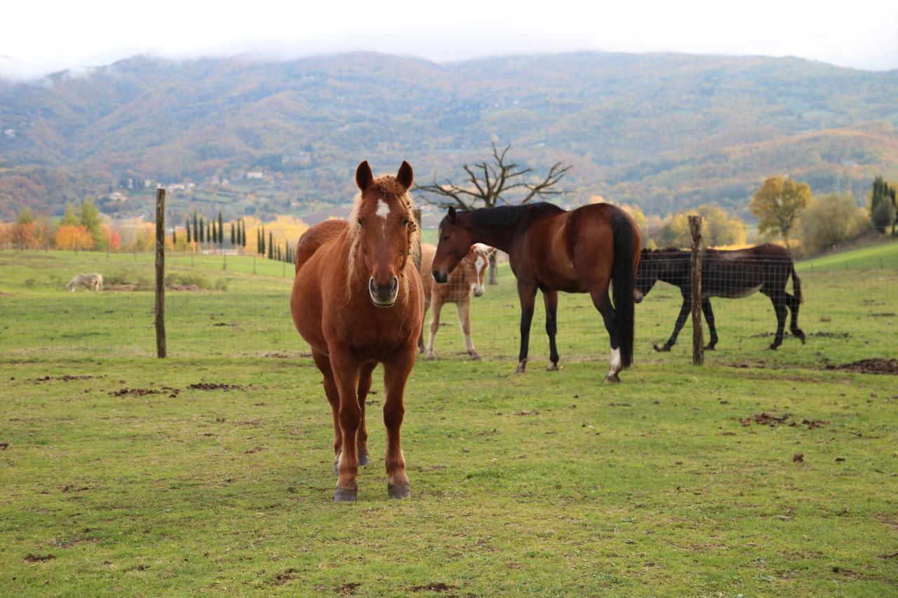 Agriturismo La Colombaia Villa Vicchio Buitenkant foto