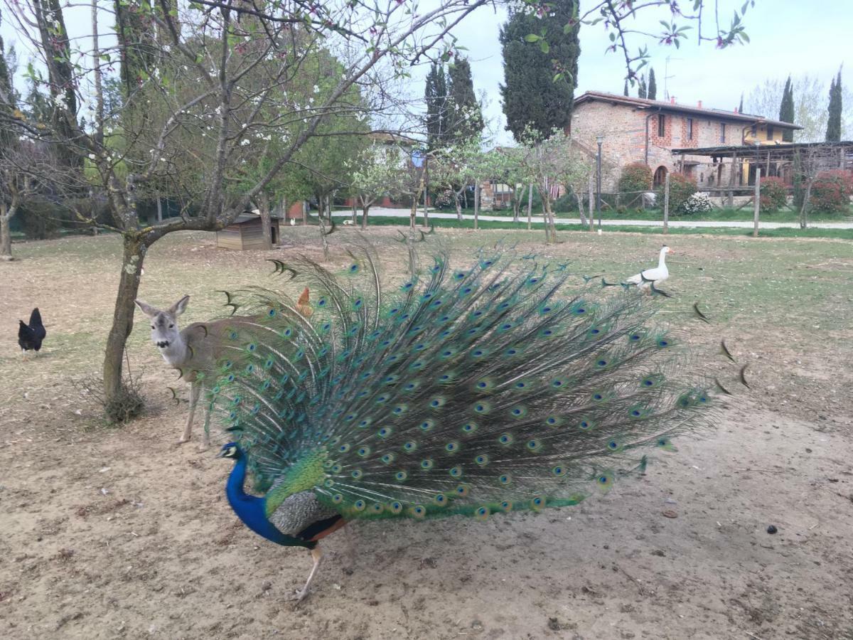 Agriturismo La Colombaia Villa Vicchio Buitenkant foto